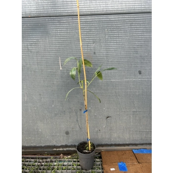 LAUROWIŚNIA na pniu - sadzonki 160 / 180 cm